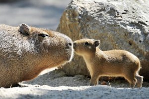 capybara