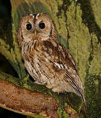 tawny owl