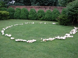 fairyring