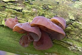 Jew's ear fungus
