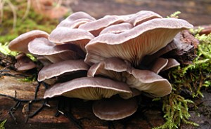 oyster_mushroom