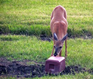 deer-at-salt-lick