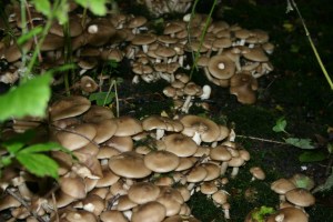 Tricholoma scalpturatum