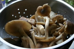 Mushrooms before drying