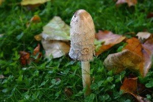 Shaggy ink cap