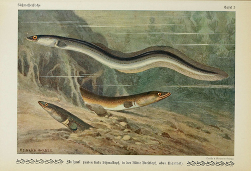 german eel