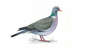 woodpigeon_rsbp