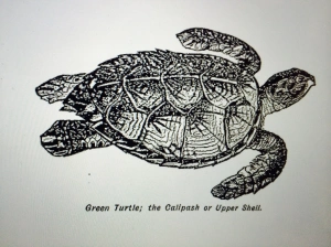 green-turtle-image